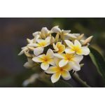 Hawaii, Cluster Of White Plumeria (Frangipani) Flowers On Tree. Poster Print (17 x 11)